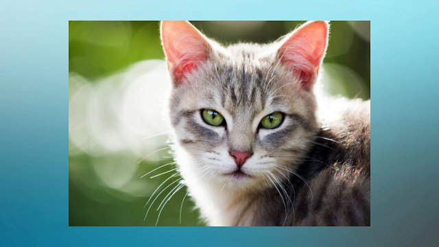 Soñar Con Gatos Soñar Con Gatos Interpretación y Significado