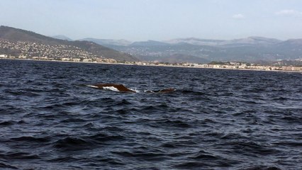 Un cachalot aperçu au large de Cannes