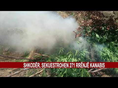 SHKODËR, SEKUESTROHEN 271 RRËNJË KANABIS