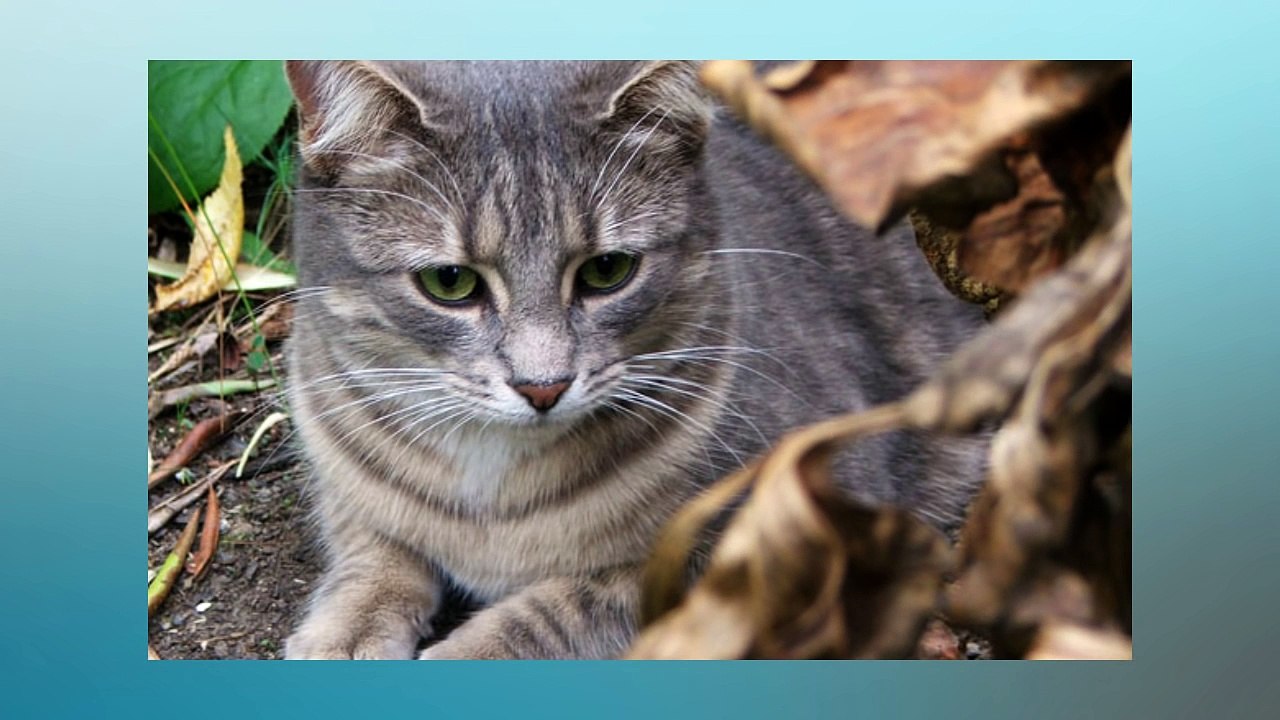 Soñar Con Gatos Grises   ¿Qué Significa Soñar Con Gatos Grises