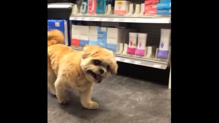 Funny Moments Animals - Funny videos Whatsapp Funny Videos 2017 of August | Part 5