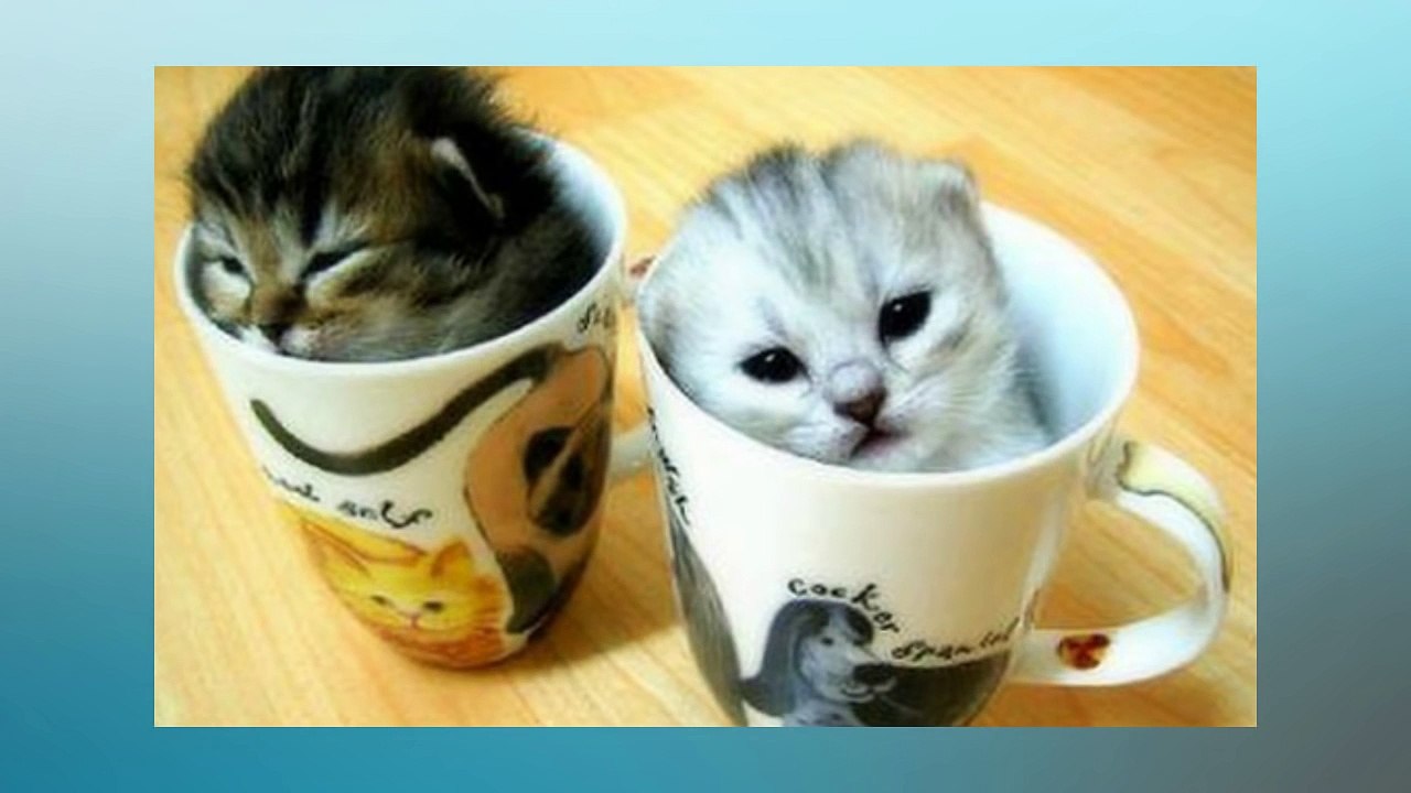 Soñar Con Gatos Bebés   ¿Qué Significa Soñar Con Gatos Bebés