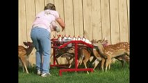 Milk feeding in deer farm