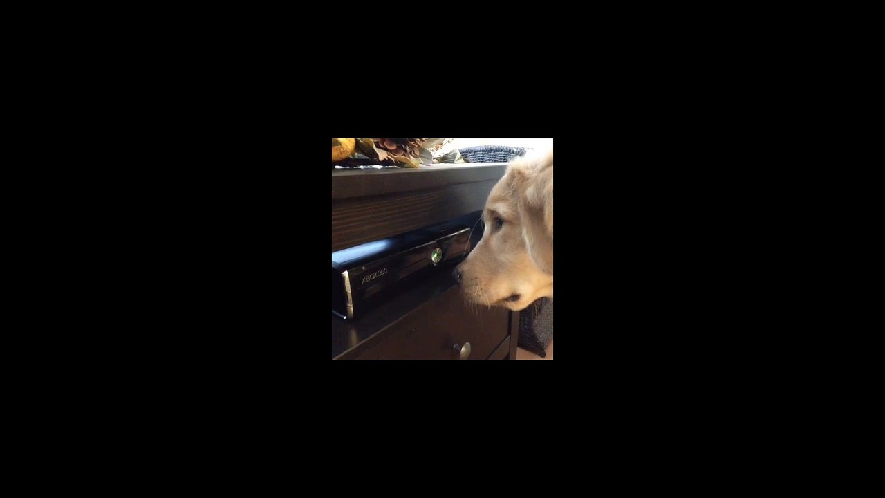Funny Moments Animals - Funny videos Whatsapp Funny Videos 2017 of August | Part 2