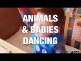 Instant Mood Improvement: Cute Animals and Babies Dancing