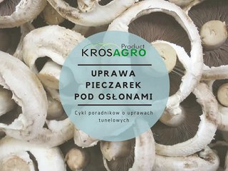 Uprawa pieczarek w tunelu foliowym