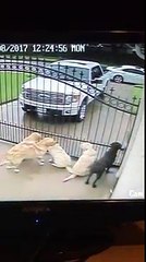 Après avoir regardé sa caméra de surveillance, il remarque un détail surprenant avec son nouveau facteur