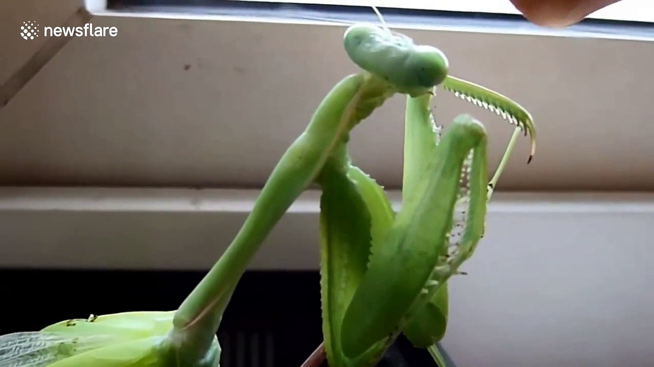 Giant Asian praying mantis drinks from man's finger