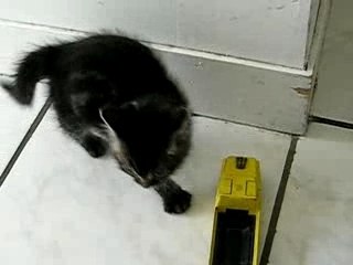 timote le chat fait le fou