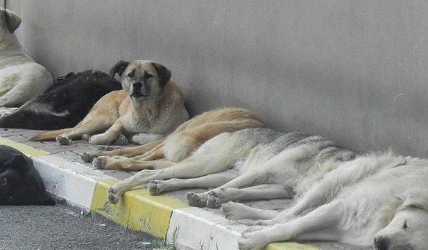 Sokak hayvanlarına klasik müzikle terapi