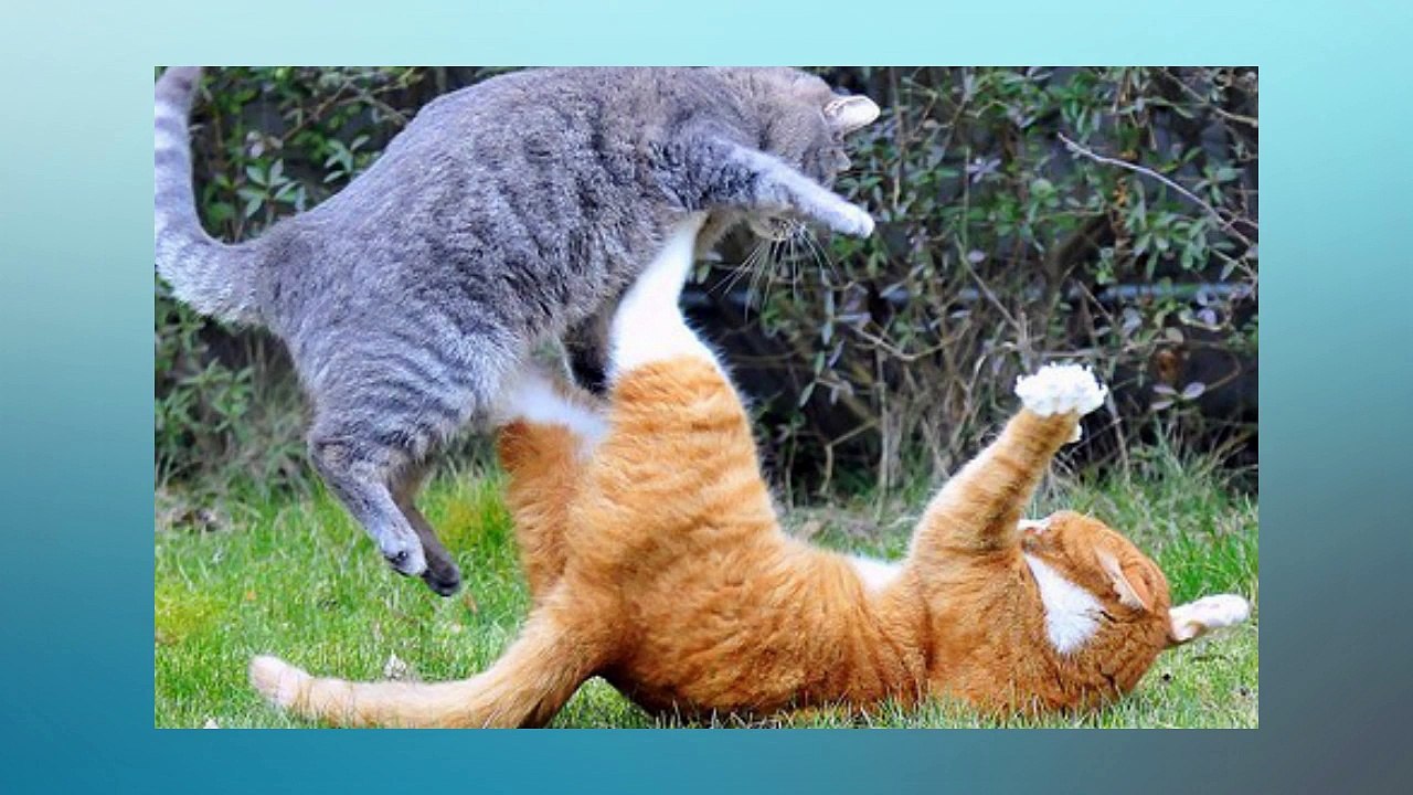 Soñar Con Gatos Peleando   ¿Qué Significa Soñar Con Gatos Peleando