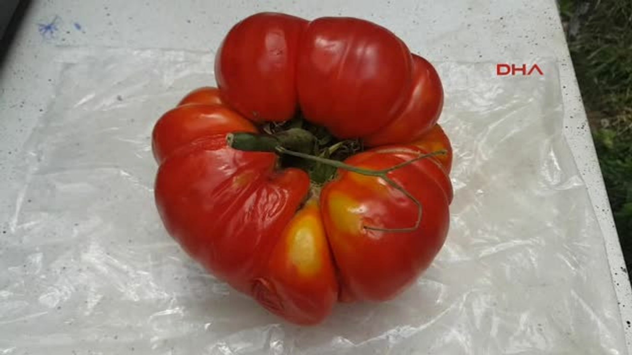 Sivas Suşehri'nde 1 Kilo 200 Gramlık 'Dev' Domates