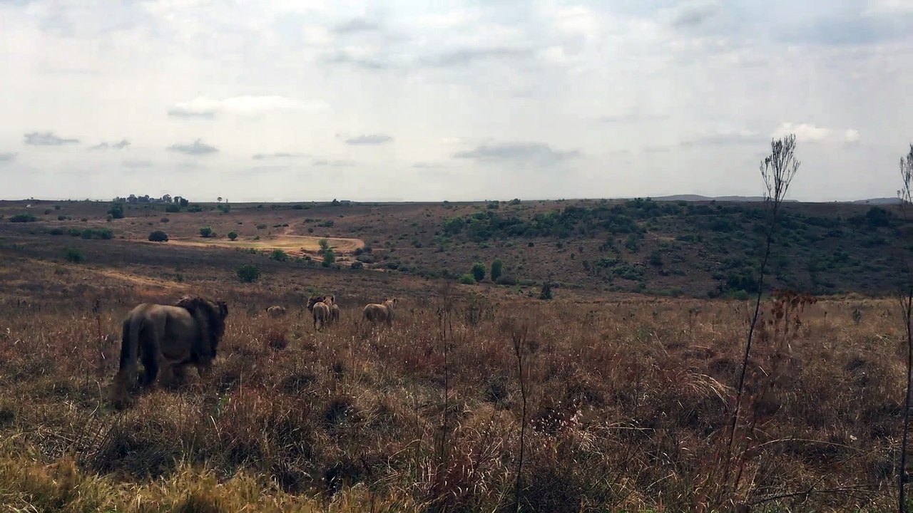 Lions At The Wild 2017