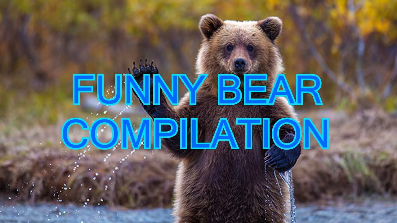 Funny-bear-videos-compilation