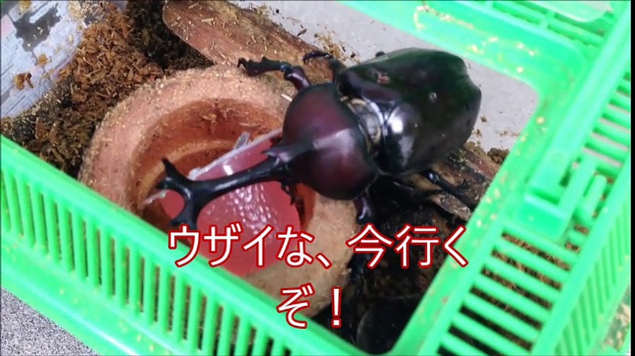 カブト虫の物語悲しい