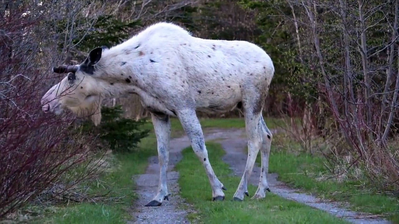Les images d’un incroyable caribou blanc font le tour du monde
