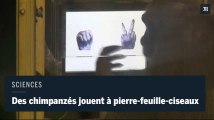 Une étude montrent des chimpanzés jouer à pierre-feuille-ciseaux