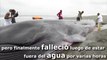 Ballena de 15 metros muere tras encallar en playa colombiana