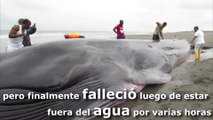 Ballena de 15 metros muere tras encallar en playa colombiana