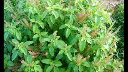 तुलसी बीज ! यौनशक्ति बढ़ाने की चीज ! Increase Stamina ! Health Tips ! Desi Nuskhe ! Jagga Jasoos