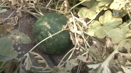 Karaburun'un Nesli Tükenen Karpuzu Kayseri'de Hayata Dönüyor