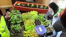 Over Seeding Method for Loose Leaf Lettuce Transplants: The Whole Process!
