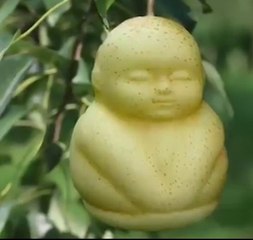 Hayatınızda böyle meyve görmediniz