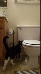 Crazy Flushes Toilet