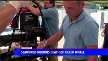 Killer Whale Dies from Respiratory Infection at SeaWorld