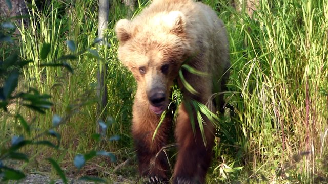 Where Bears and Humans Meet