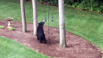 Black Bear Scratches his Back