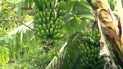 EXPORTACIÓN BANANERA TUVO FUERTE AUMENTO
