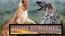 Les Lions & Les hyènes, Des Ennemis Jurés 2/2 Apprendre.