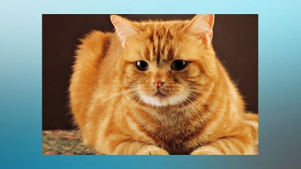 Soñar Con Gatos Amarillos   ¿Qué Significa Soñar Con Gatos Amarillos