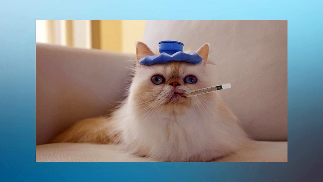 Soñar Con Gatos Enfermos   ¿Qué Significa Soñar Con Gatos Enfermos