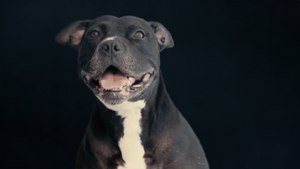 Photo Series Shows Just How Beautiful Black Dogs Are