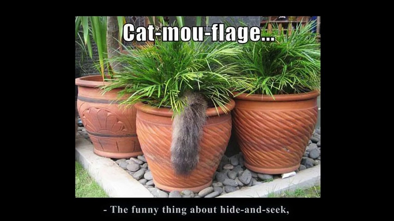 Quand les chats se cachent !