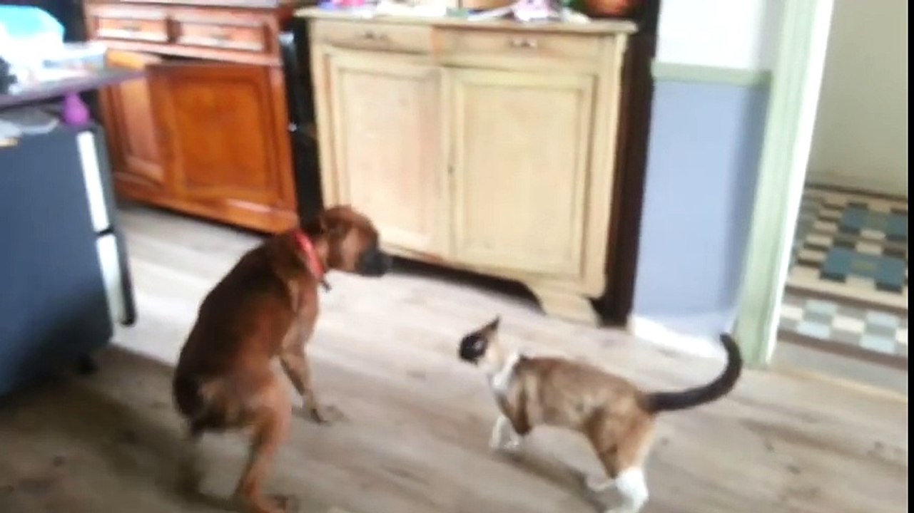 Chien et Chat - ils se battent mais s'aiment quand même ;)