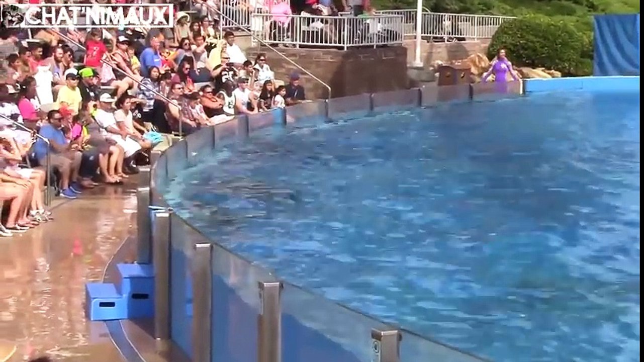 Animaux Fun - Compilation !
