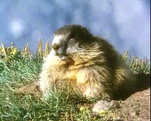 EPISODE 1 - La vie privée des Animaux