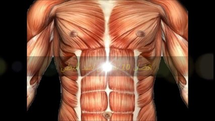 افضل 10 تمارين لشد البطن- التمرين 4