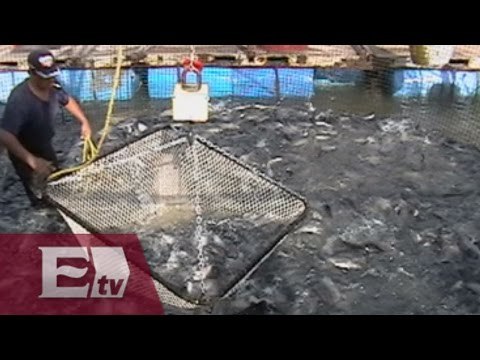 Cultivo de peces en México / Nacional