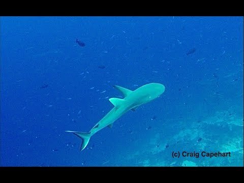 Diver Encounters a Gray Shark with Missing Pectoral Fin in the Solomon Islands