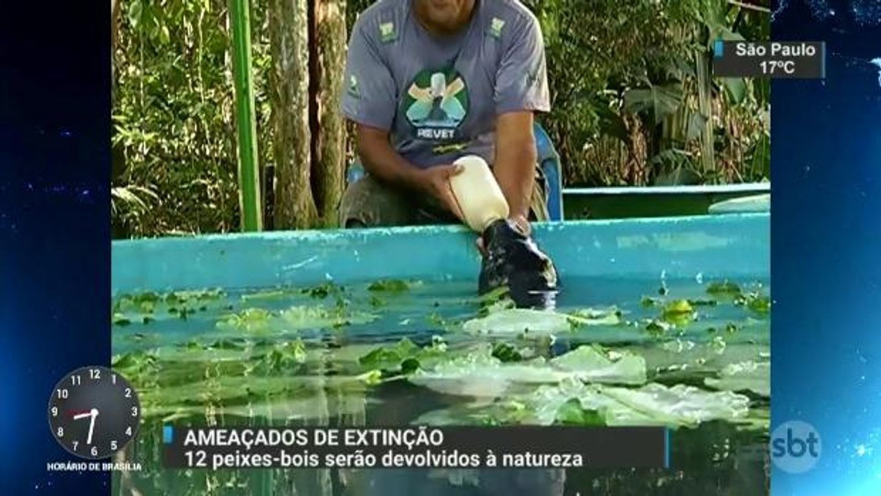 Peixes-bois resgatados serão devolvidos à natureza