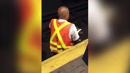 Lucky cats resscued from a MTA Subway Station
