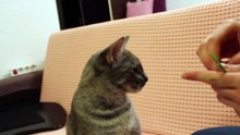 Cats funny videos
