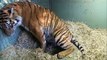 Birth of Twin Tiger Cubs - Tigers About The House - BBC