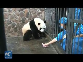 Giant panda cub dies 5 days after birth