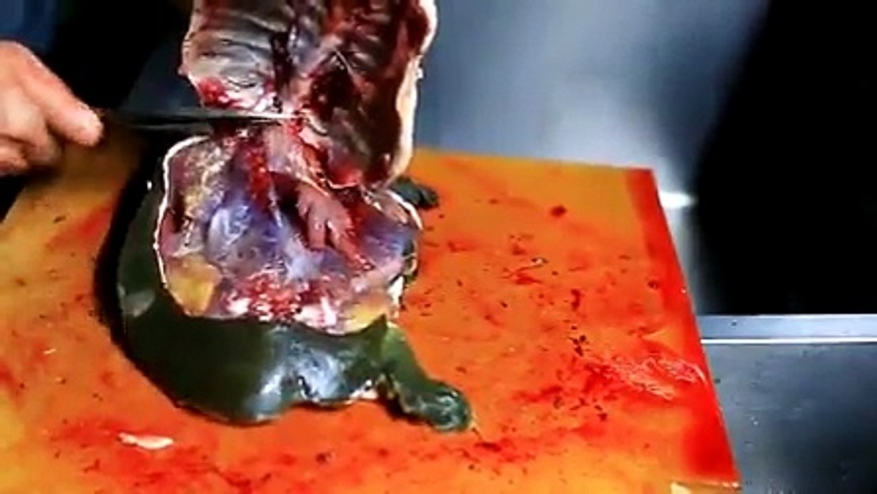 釣ったスッポンを食べつくす【グロ注意】