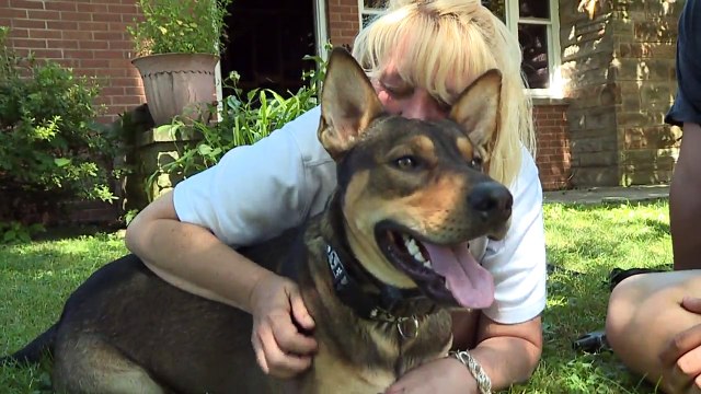 Dog Drags Owner Out of Burning Home, Named Heroic Dog of the Year